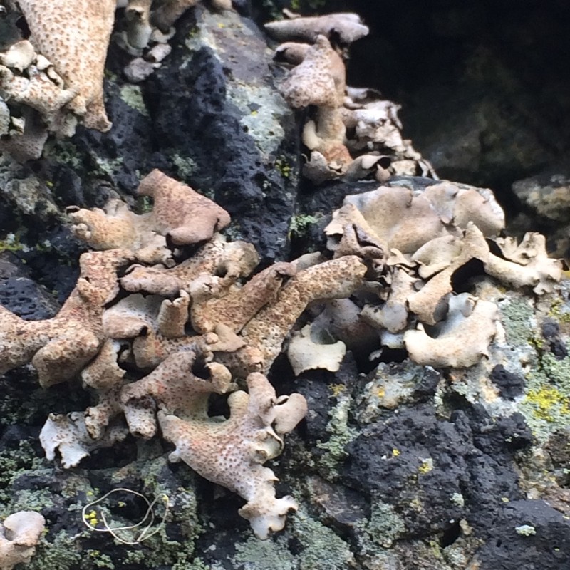 Reticulate Silverskin Lichen photo 4