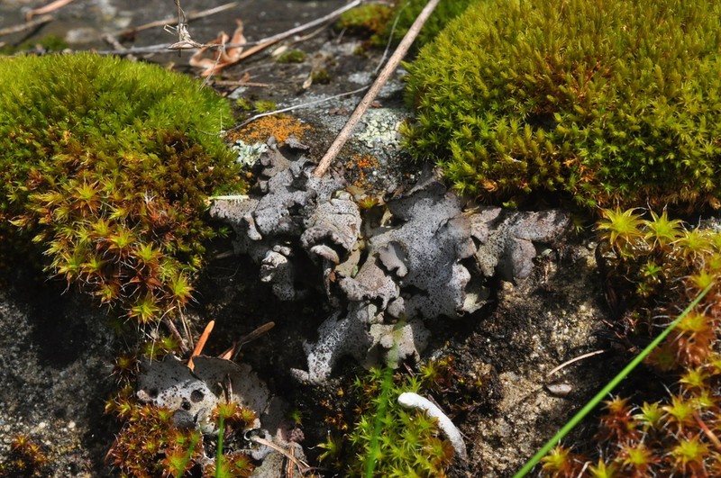 Reticulate Silverskin Lichen photo 5