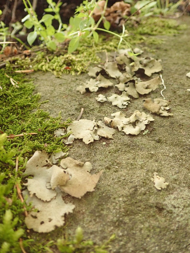 Reticulate Silverskin Lichen photo 6