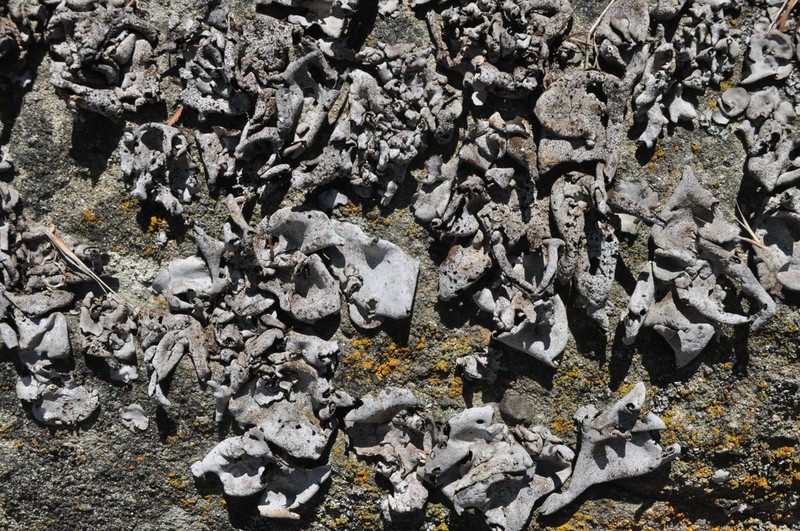 Reticulate Silverskin Lichen photo 7