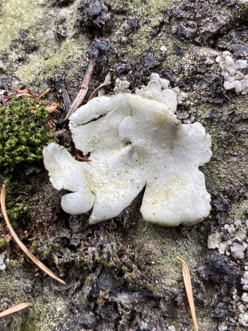 Reticulate Silverskin Lichen photo 8