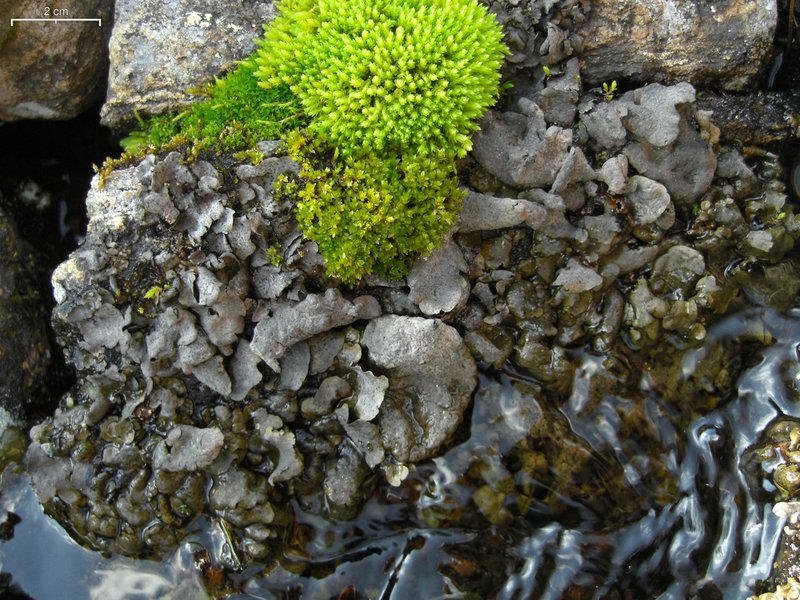 Silverskin Lichen