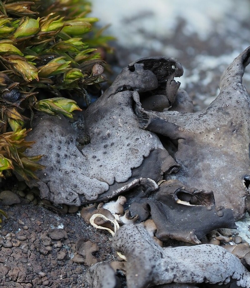 Silverskin Lichen