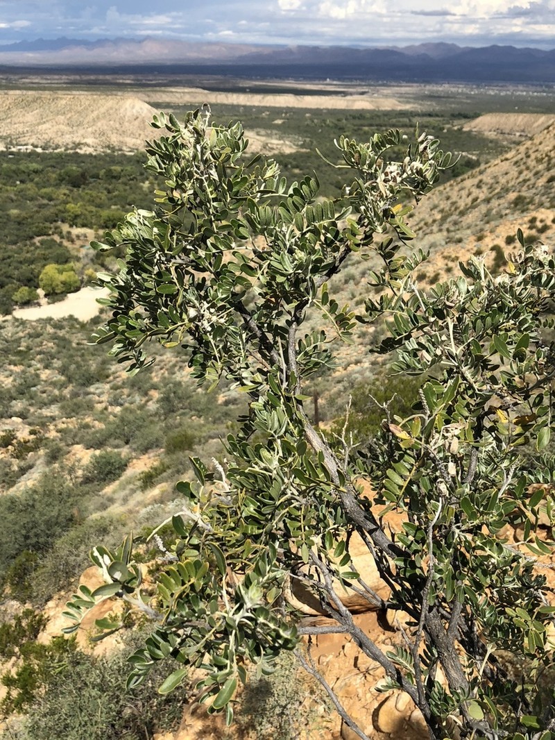 Arizona Necklacepod