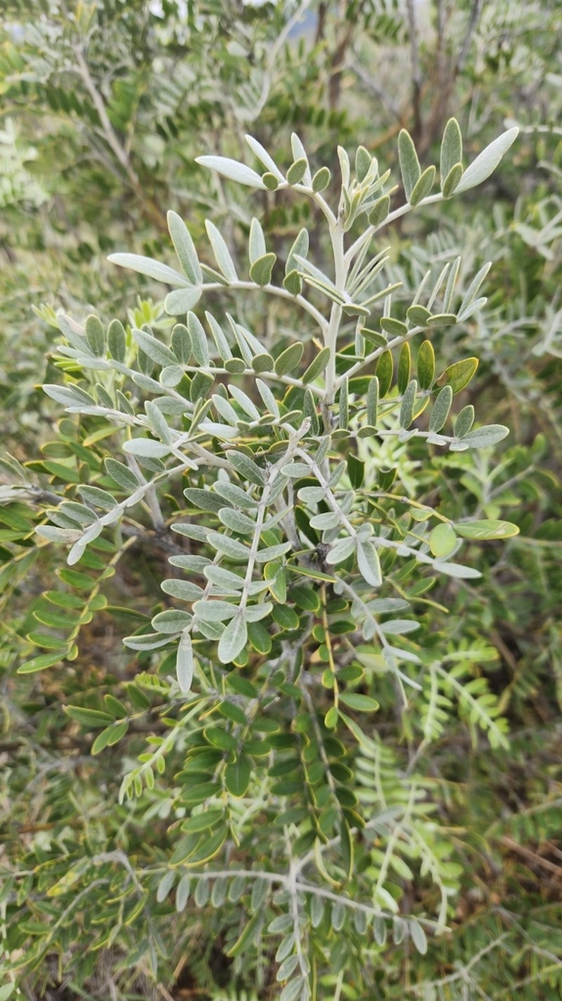 Arizona Necklacepod photo 2