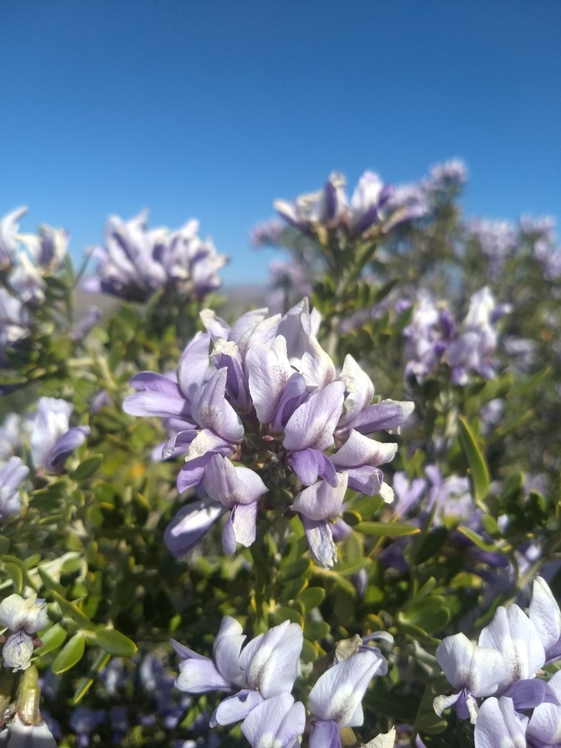 Arizona Necklacepod photo 3