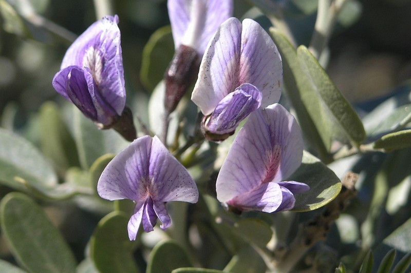 Arizona Necklacepod photo 4