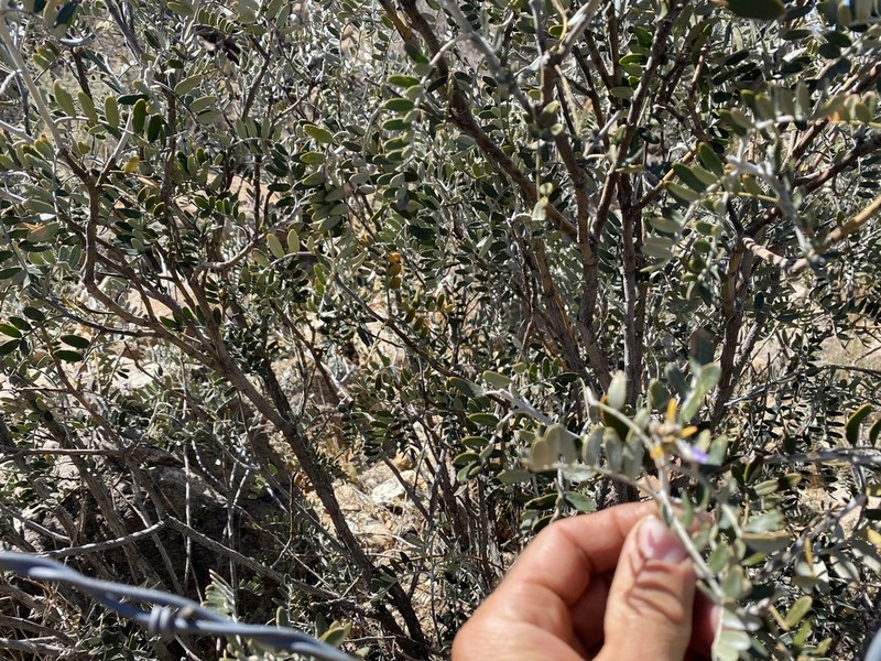 Arizona Necklacepod photo 5