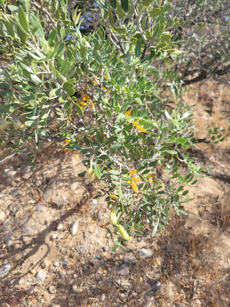 Arizona Necklacepod photo 6
