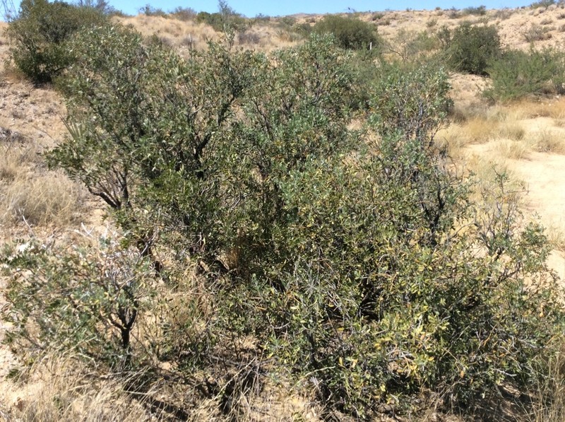 Arizona Necklacepod photo 8