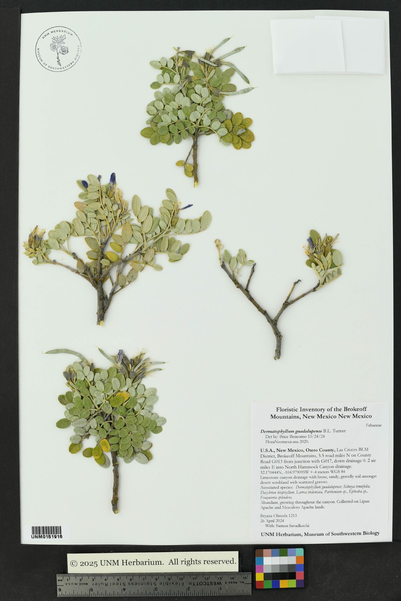 Dermatophyllum guadalupense photo 2