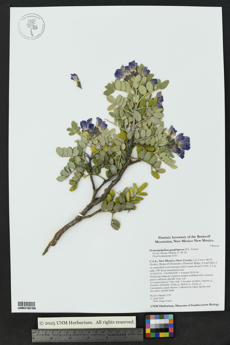 Dermatophyllum guadalupense photo 3