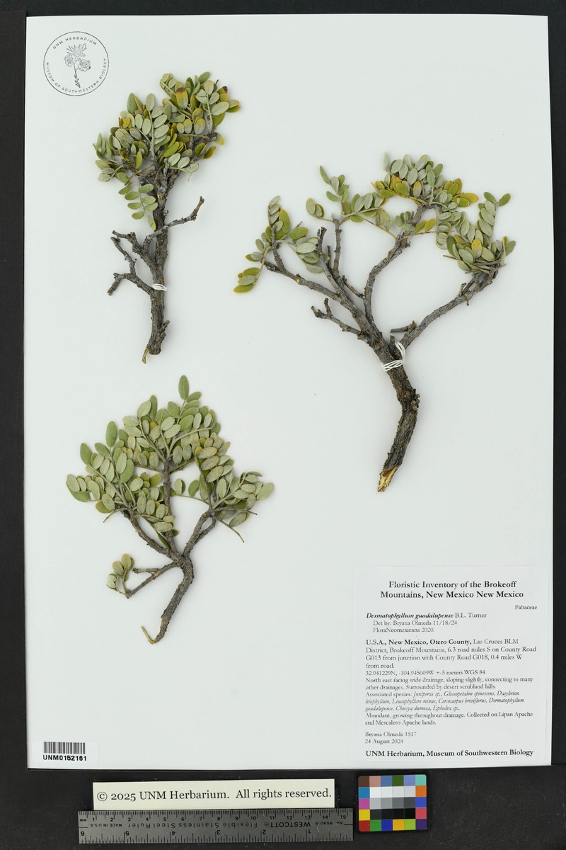 Dermatophyllum guadalupense photo 4