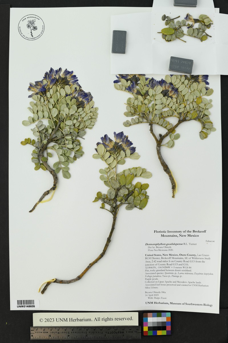 Dermatophyllum guadalupense photo 5