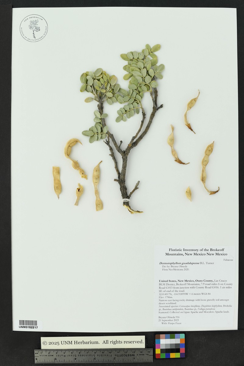 Dermatophyllum guadalupense photo 6