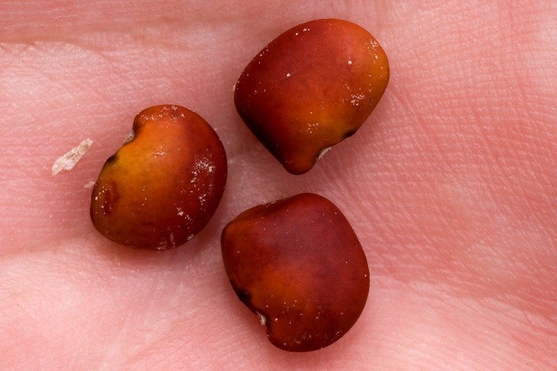 Dermatophyllum guadalupense