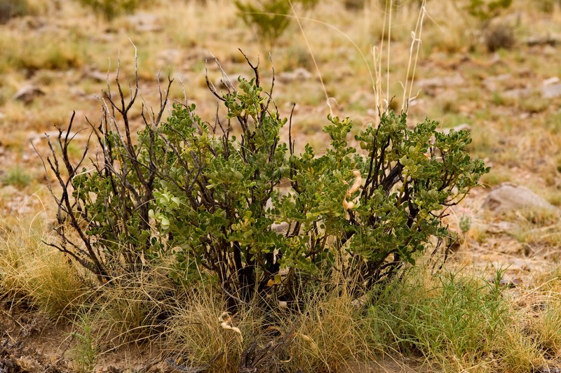 Dermatophyllum guadalupense photo 8