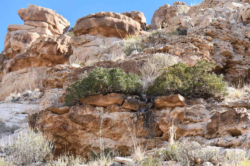 Guadalupe Mountain Necklacepod