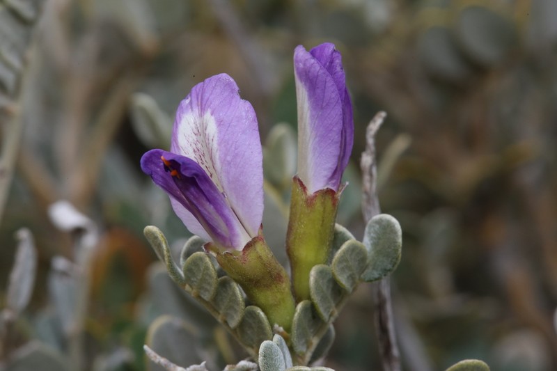 Guadalupe Mountain Necklacepod photo 2