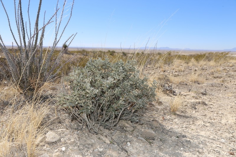 Guadalupe Mountain Necklacepod photo 4