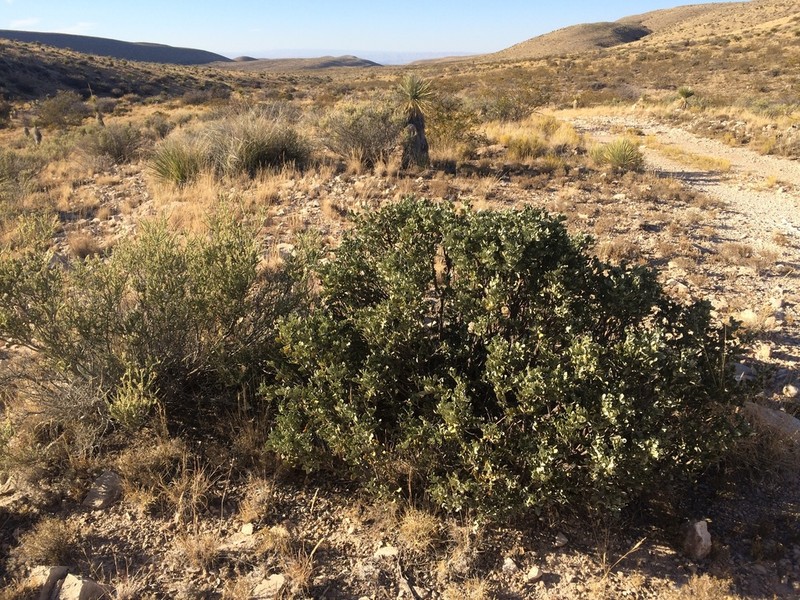 Guadalupe Mountain Necklacepod photo 5