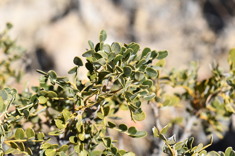 Guadalupe Mountain Necklacepod photo 6
