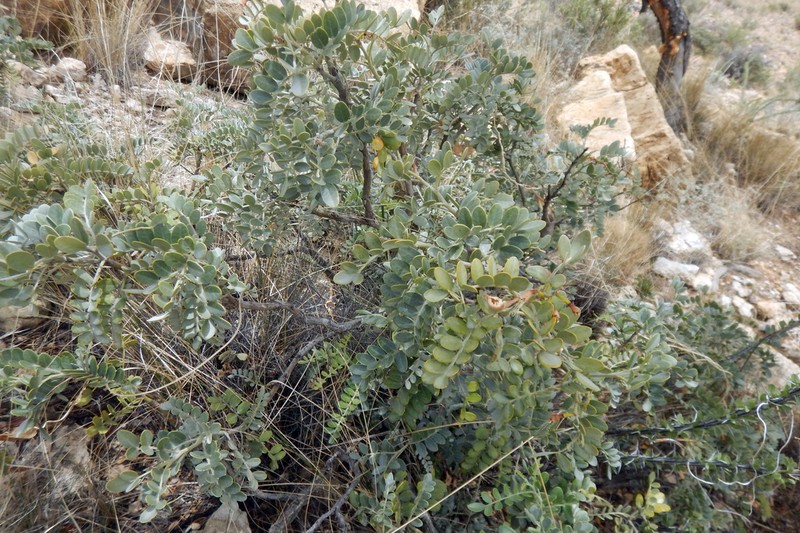 Guadalupe Mountain Necklacepod photo 7