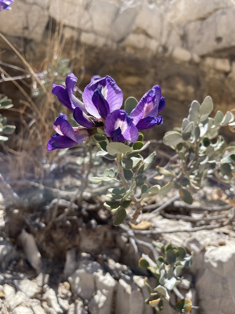 Guadalupe Mountain Necklacepod photo 8