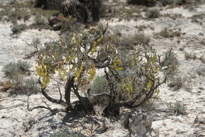 Dermatophyllum juanhintonianum