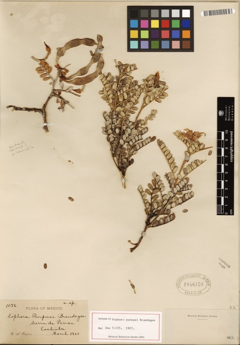 Dermatophyllum purpusii