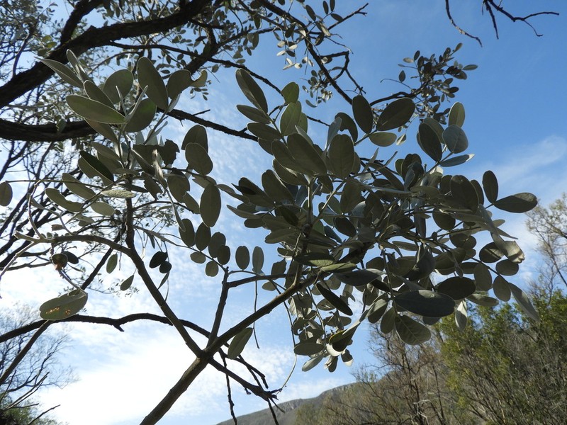 Mescal Bean