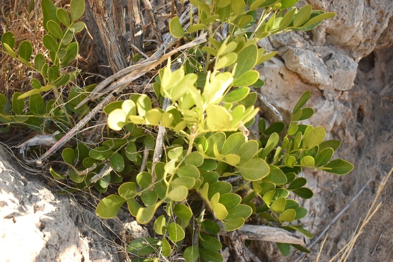 Mescal Bean photo 3