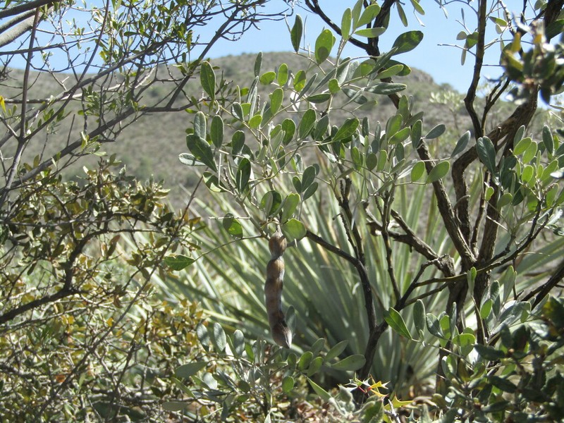 Mescal Bean photo 6