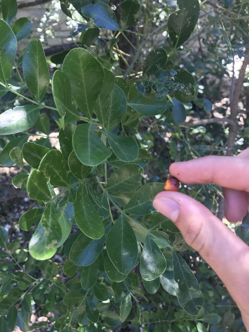Mescal Bean photo 7