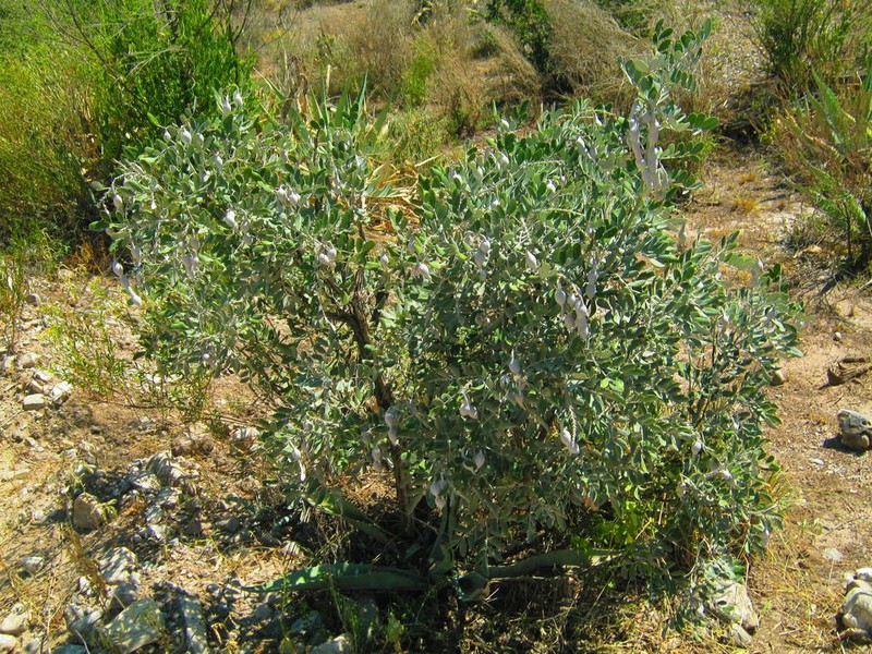 Mescal Bean photo 8