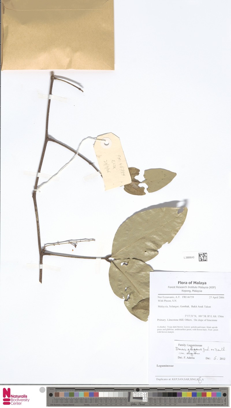 Derris elegans var. elegans