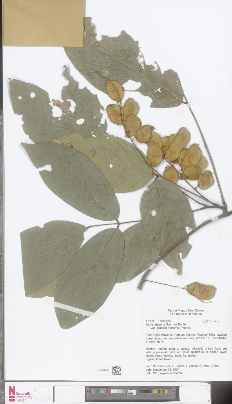 Derris elegans var. elegans photo 2