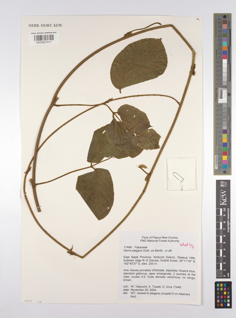 Derris elegans var. elegans photo 3