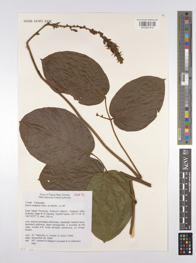 Derris elegans var. elegans photo 4