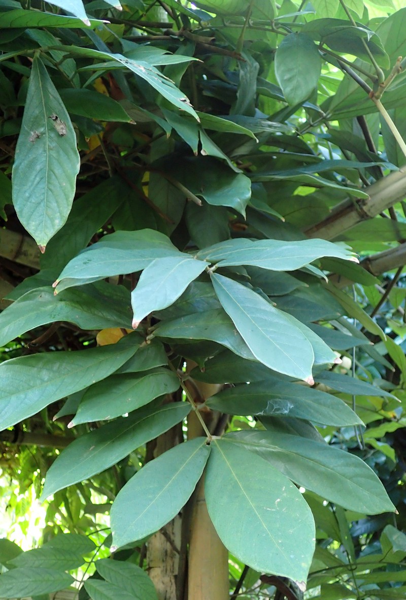 Tubaroot photo 8