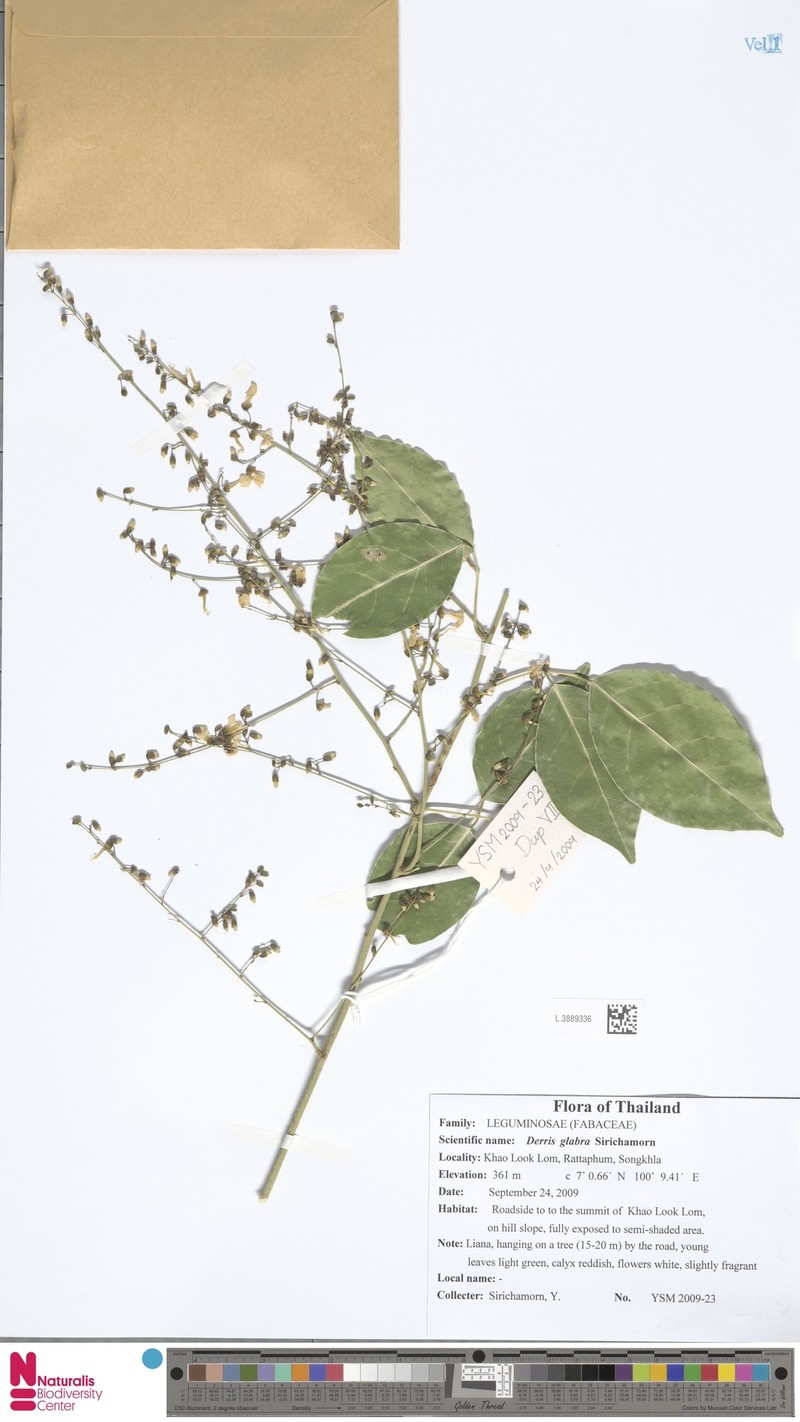 Derris glabra