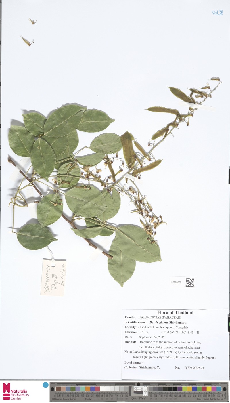Derris glabra photo 2