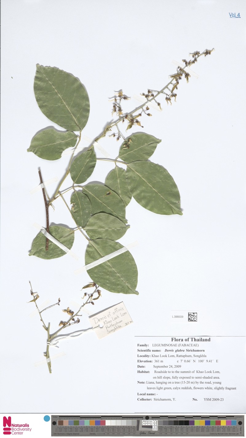 Derris glabra photo 3