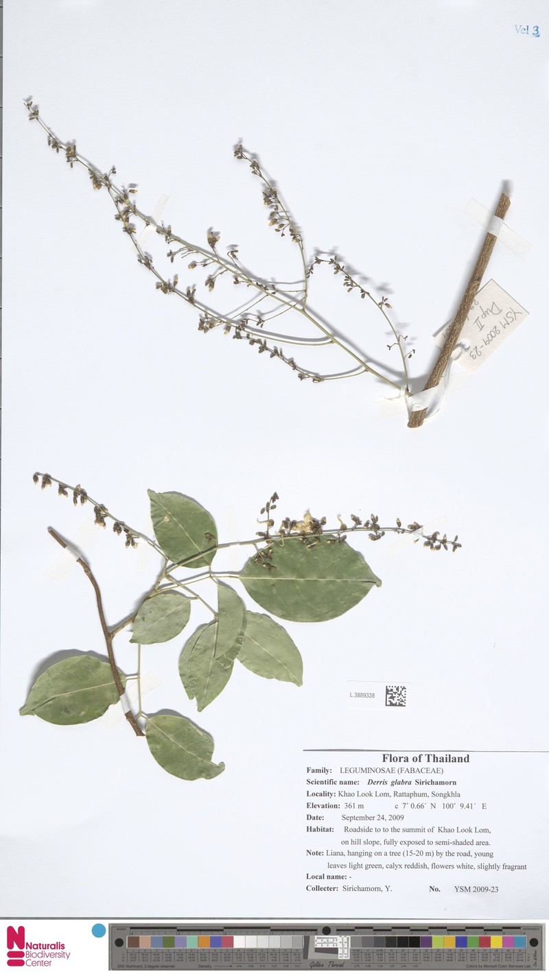 Derris glabra photo 4