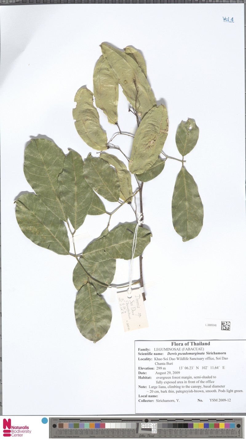 Derris pseudomarginata