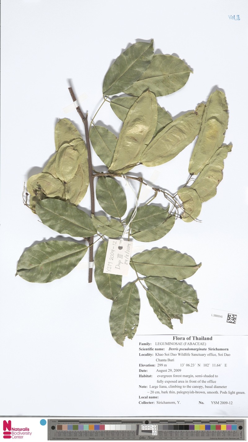 Derris pseudomarginata photo 2