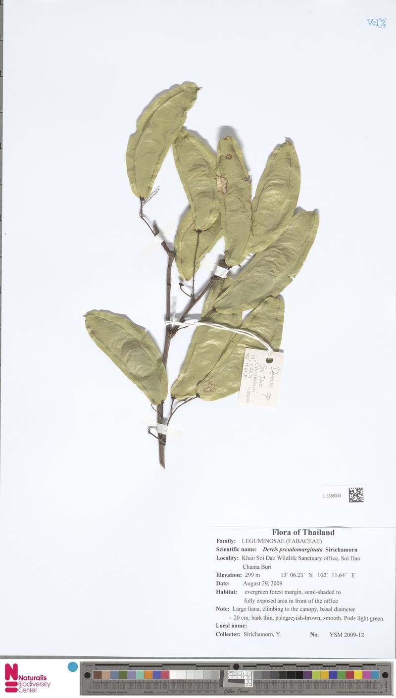 Derris pseudomarginata photo 3