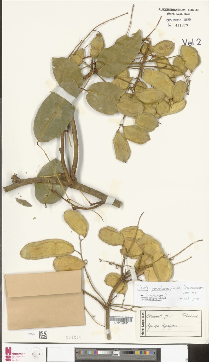 Derris pseudomarginata photo 4