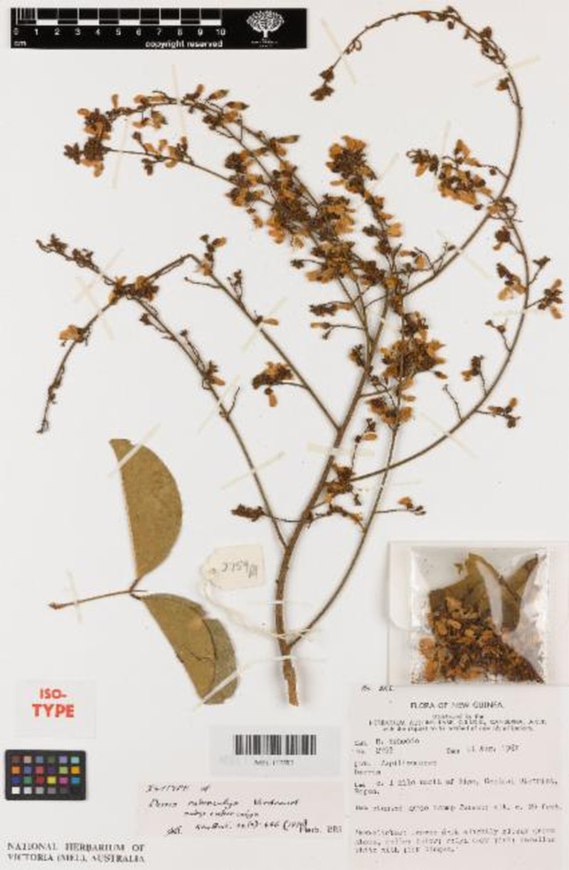 Derris rubrocalyx subsp. rubrocalyx