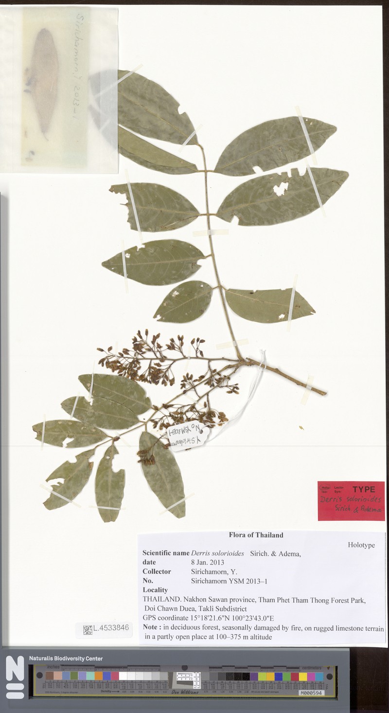 Derris solorioides